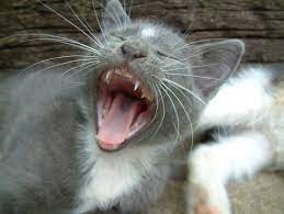 Cat With Wide Open Mouth Cats Grey Cats Russian Blue