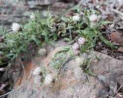 Image result for Dicoma capensis