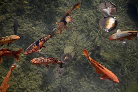 A pregnant goldfish looks more rounded than a male goldfish. Koi Fish Breeding For Beginners Tanks Eggs And More Pethelpful
