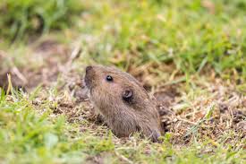 Where they invade your backyard? Gopher Tunnels Burrows Where Do Gophers Live Terminix