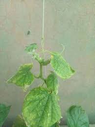 Image result for Mealybug cucumber