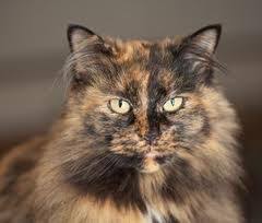 Pin By Elizabeth Anne On Cats In 2020 Tortoise Shell Cat Cats Serious Cat