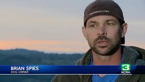 Missing German Shepherd found in pine tree near Calif. home