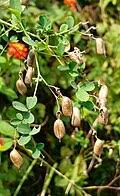 Image result for Crotalaria alticola