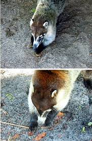 Image result for Rapid Alternating Movements