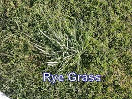 Rye Grass Rye Grass Grass Type Grass