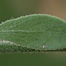 Image result for Pollichia