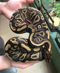 Check spelling or type a new query. Mystic Ball Python