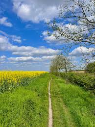 Image result for Urelytrum agropyroides