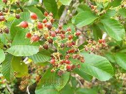 Image result for Tetracera