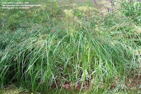 Image result for Cyperus longus