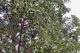 Bunchosia argentea *, commonly known as peanut butter fruit, is a species of flowering plant in the acerola family, malpighiaceae, that is native to venezuela and colombia in south america. How To Grow Avocados Gardener S Path