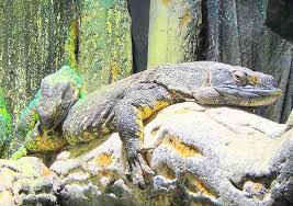 Wilmington nc cape fear serpentarium. Savannah Monitor Lizard Bild Von Cape Fear Serpentarium Wilmington Tripadvisor