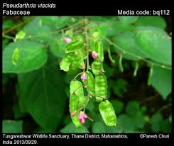 Image result for Pseudarthria