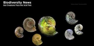 Femorale Shells On Twitter Video Nautiloids And Ammonites Https T Co 1utmxxvazn Ammonite Nautiloids Asteroidstrike Extinctions twitter