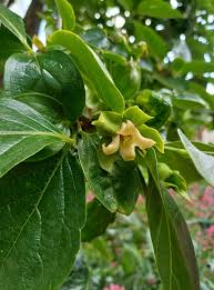 Image result for Diospyros squarrosa