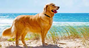 If a groomer did it contrary to your instruc. How Long Do Golden Retrievers Live A Golden Retriever Lifespan Guide