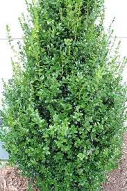 Buxus Highlander Shade Shrubs Backyard Plants Plants