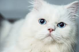 Check spelling or type a new query. Arti Mimpi Kucing Dan Tafsir Mimpi Melihat Kucing Melahirkan Anak 2 3 Dan Banyak Lagi