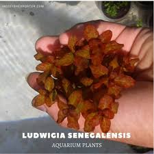 Image result for Ludwigia senegalensis