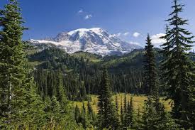 Maybe you would like to learn more about one of these? Apakah Faedah Faedah Hutan Konifer Kepada Manusia