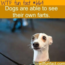 22 Fun Animal Facts You May Never Knew Existed Or Cared About Wtf Fun Facts Funny Facts Fun Facts About Animals