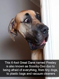 Pin By Mayra B Davalos On It S A Dog S World In 2020 Cute Big Dogs Dog Snapchats Big Dog Names