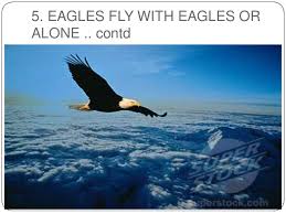 Eagles fly above the storm quote : Principles Of Change Management From The Life Of An Eagle