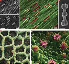 Maybe you would like to learn more about one of these? Edx And Raman Spectroscopy Reveal The Unexpected Complexity Of Plant Biomineralisation 2019 Wiley Analytical Science