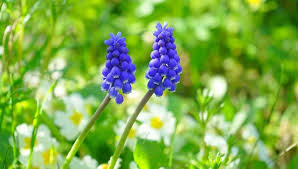 Una erbacea con spighe blu viola di fiori semplici e vistosi che spesso fanno compagnia al bianco delle margherite dei prati leucanthemum . Giacinto Fiore Di Delicata Bellezza E Intenso Profumo Eurogiardinaggio