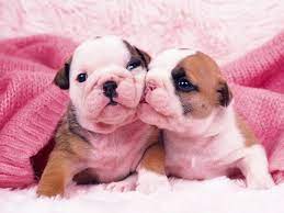 Cute Baby Puppies Wallpapers Top Free Cute Baby Puppies Backgrounds Wallpaperaccess