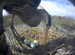 Check spelling or type a new query. Live Webcam Watch A Great Blue Heron Lay An Egg Today Wired