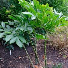 Image result for Amorphophallus