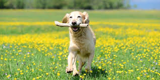 Free shipping to 185 countries. 10 Dog Breeds Likely To Suffer From Hay Fever Can Dogs Get Hay Fever