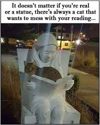 Pin By Bacon Library On Book Stuff Funny Animal Memes Crazy Cats Cats