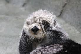 Aquarium Of The Pacific Sea Otter Otters Otters Cute