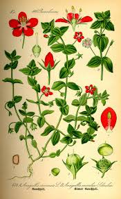Image result for Anagallis kochii