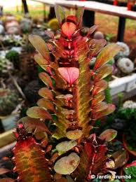Image result for Euphorbia rubriflora