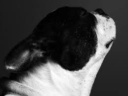 Hedi Slimane Fashion Diary Art Contemporain Chien Art