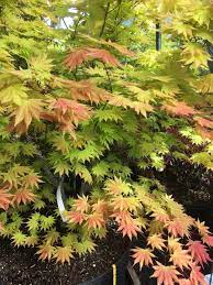 Autumn Moon Full Moon Japanese Maple Acer Shirasawanum Autumn Moon Gorgeous Sprin Backyard Landscaping Designs Japanese Maple Tree Backyard Landscaping