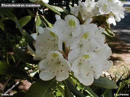 How do you root rhododendron cuttings in water. How To Propagate Rhododendrons And Azaleas From Cuttings Welcome To Propagation Island Mon Rhododendron Azaleas Types Of Shrubs