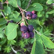 Image result for Amelanchier alnifolia