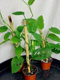 Monstera adansonii , the adanson's monstera or five holes plant , is a species of flowering plant from araceae family which is widespread across much of south america and central america. Any Monstera Experts Is This A Monstera Adansonii V Laniata