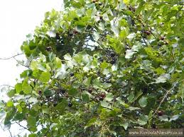 Image result for Rhoicissus tomentosa