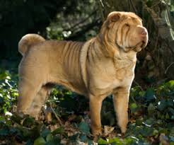 Har du lyst til at støtte os yderligere, har du mulighed for at tilføje et månedligt beløb udover det årligt kontingent. Shar Pei Combibreed Dna Tests Fur Ihren Hund