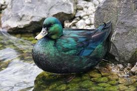 Black And White Domestic Duck Species Emerald Beautiful Duck Duck Breeds Duck Photo Duck Pictures