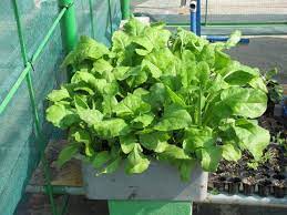 Growing Spinach In Containers Terrace Gardening Hydroponics Living Wall Soilless Agricultu Growing Spinach Growing Vegetables Starting A Vegetable Garden