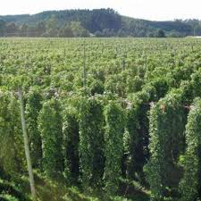 Enigma Hops Archives Tophop Com Au Hops Australia This beer used enigma hops and we present this profile video so you can get our perspective on we felt that these hops were be a nice early addition to a boil, maybe as a substitute to warrior or simcoe. enigma hops archives tophop com au