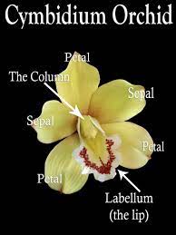 Simple Guidance For You In Cymbidium Orchid Sugar Flower Tutorial In 2020 Sugar Flowers Tutorial Sugar Flowers Cymbidium Orchids