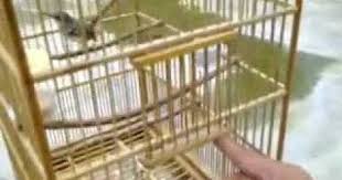 Ciblek kristal gacor ini ngebren ngonci, cocok untuk memaster burung lain atau burung sejenis. Tips Sangkar Burung Ciblek Yang Baik Serta Minimalis
